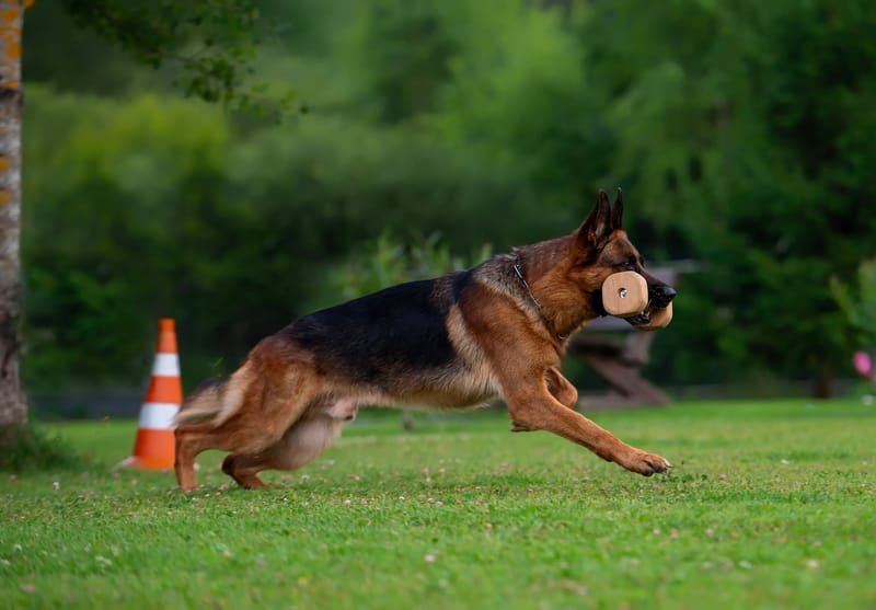 Gebrauchshundeausbildung